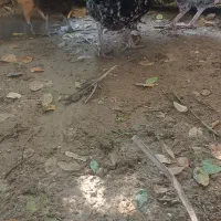 مرغ وخروس شهری