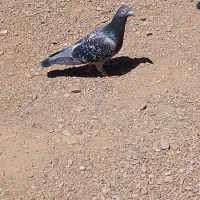 کبوتر  ماده