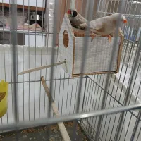 فنج اورنج|پرنده|فردیس, شهرک شهید حسینی|دیوار