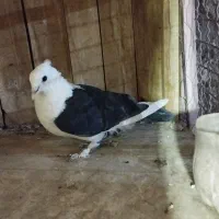 کفتر پلاکی و دمسفید|پرنده|قم, باغ کرباسی|دیوار