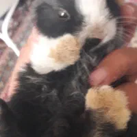 کبوتر و خرگوش|پرنده|بروجن, |دیوار