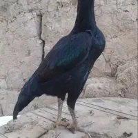 تخم نطفه دار لاری اوشامو