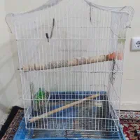 قفس پرنده