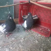 کبوتر کله ای سینه ای