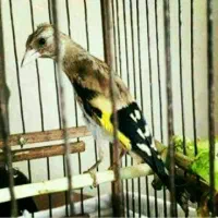 جوجه سهره