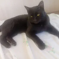گربه مشکی پیداشده|حیوانات|مشهد, قائم|دیوار