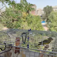 قناری نر|پرنده|تهران, علم و صنعت|دیوار