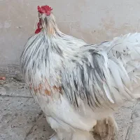 خروس جوان پر پا|حیوانات مزرعه|مشهد, ایثار|دیوار