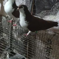 یک جفت چپ سرخ خونی