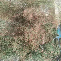 خارشتوری|لوازم جانبی حیوانات|مرزداران, |دیوار