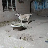 ماده خراسانی اصیل|سگ|سبزوار, قائم|دیوار