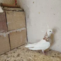 کبوتر طوقی|پرنده|پاکدشت, پاکدشت (مامازند)|دیوار