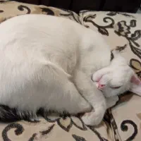 گربه سفید سیاه بومی