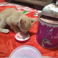 بچه گربه نارنجی