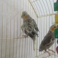 عروس هلندی|پرنده|بجنورد, |دیوار