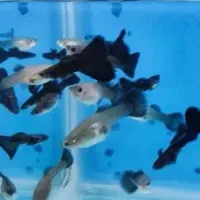 فروش ویژه ماهی گوپی