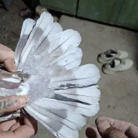 (کبوتر پرشی ساعتی) .دمگیر.|پرنده|اصفهان, ارزنان|دیوار