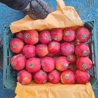 فروش سیب|عمدهفروشی|اهر, |دیوار