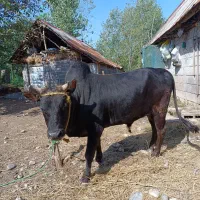 ورزا گاونر