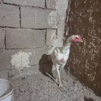 جوجه لاری|حیوانات مزرعه|قاسم‌آباد (خواف), |دیوار