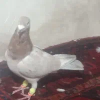 کفتر هفرنگ