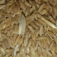 گندم|خدمات باغبانی و درختکاری|قیدار, |دیوار