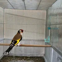 سهره. جوجه قفس