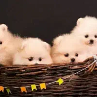 خرسی روباهی