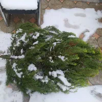 سرو و کاج برای کریسمس