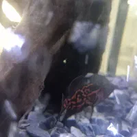 ماهی اسکار گوشتخوار