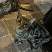 واگذاری گربه