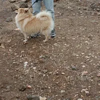 پامر اشپیتز