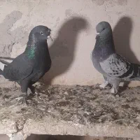 ترکیه هردو نر