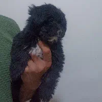 واگذاری سگ شیتزو مالتیز فلت