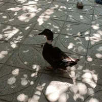 اردک تخمگذار