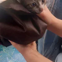 واگذاری بچه گربه نر|گربه|رشت, خمیران زاهدان|دیوار