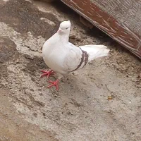 فروش هیوان|پرنده|سوری, |دیوار