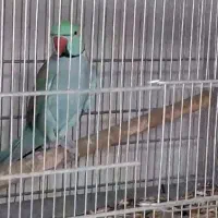 ملنگو مولد تراکوییس و اوپال
