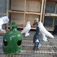 کبوتر ابومریم|پرنده|آمل, |دیوار