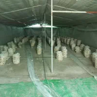 گلخانه جهت پرورش گل و قارچ و ...