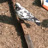 کبوتر
