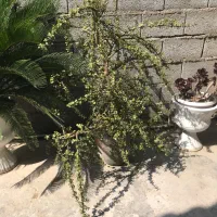 کراسولا