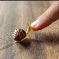 فروش حلزون البینو و اچاتینا