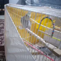 عروس هلندی