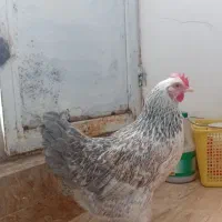 مرغ تخم گذار