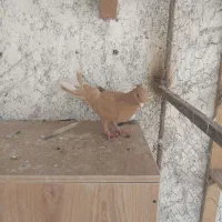 مایه زرد کلاهی پا لخت