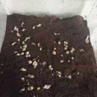 حلزون|خزنده|اراک, |دیوار