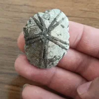 فسیل ستاره دریایی خاص