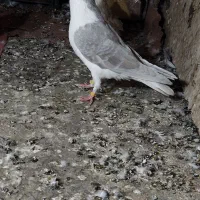 کبوتر نر ساده الماسی افشون و ساده سرخ