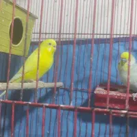 مرغ عشق برا فروش